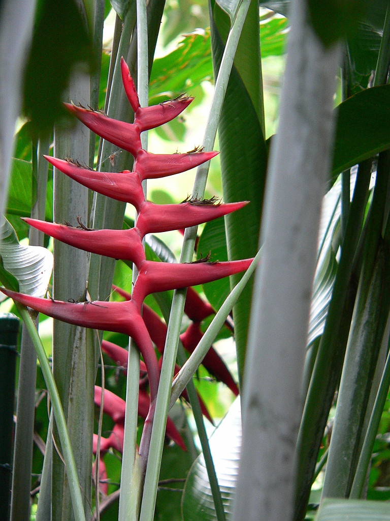 089 Cairns Botanic Gardens.jpg